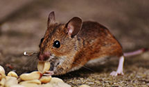 Termite Baiting Systems